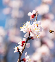 flowers on a branch of apricot