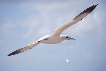 Fototapeta na wymiar fliegender Basstölpel auf Helgoland