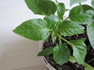 Pepper seedlings	