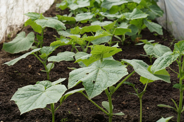green leaves of cucumber on bed.