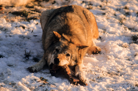 Loup, Canis lupus