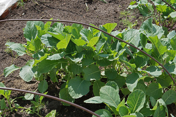 Fresh new  heads of cabbage  in garden