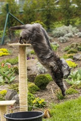 Obraz premium beautiful coon in nature in spring