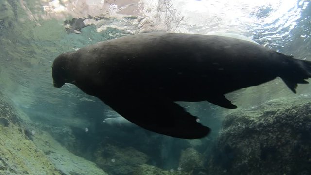 Californian sea lion (Zalophus californianus) swimming and playing in the reefs of los islotes in Espiritu Santo island at La paz,. Baja California Sur,Mexico.