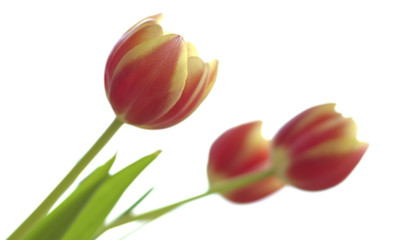 Naklejka premium rot-gelbe Tulpen vor weissem Hintergrund