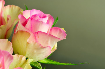 Rose mit cremig und rosafarbenen Blütenblättern