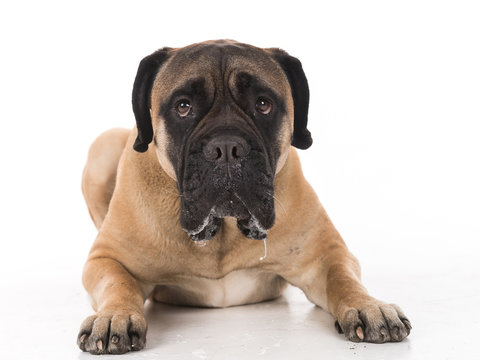 Bullmastiff