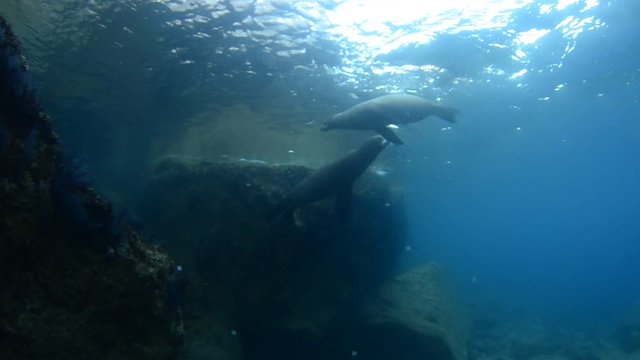 Californian sea lion (Zalophus californianus) swimming and playing in the reefs of los islotes in Espiritu Santo island at La paz,. Baja California Sur,Mexico.