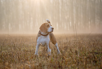 Beagle dog on a walk in the fog