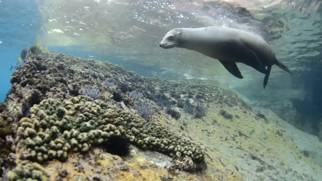 Californian sea lion (Zalophus californianus) swimming and playing in the reefs of los islotes in Espiritu Santo island at La paz,. Baja California Sur,Mexico.