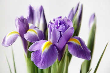 spring iris flowers