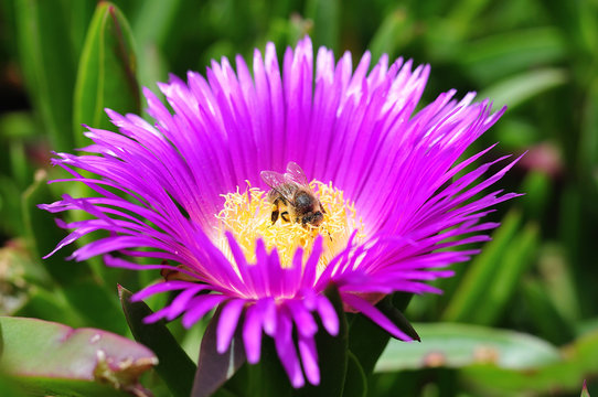 Biene auf der Blüte einer Mittagsblume