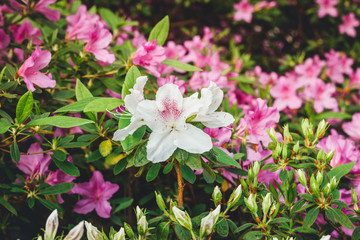 Blooming Rhododendron selection in a greenhouse. flower background
