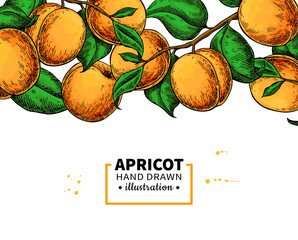 Apricot branch border. Hand drawn isolated fruit. Summer food illustration