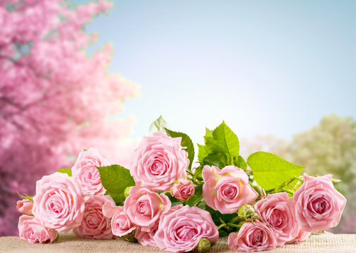 Pink rose flowers lying on sackcloth and spring trees with sakura blossoming branch