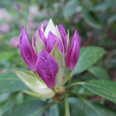 Rhododendron, purple flowering, large-sized shrub blossoms in spring