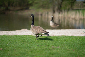 Duck and friends in town Steinhagen, Germany