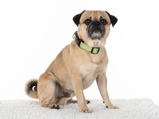 Fototapeta premium Rassehunde