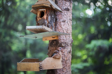 Little jay chick on the tree