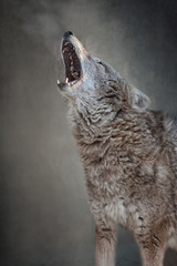 The wolf opened his mouth