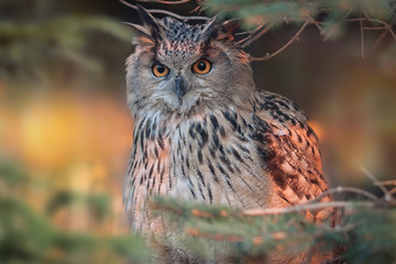 Owl sitting on a tree