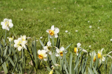 Narcissus in a row. Flowers in the bottom left corner. Beautiful color effects.