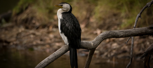 Water Bird