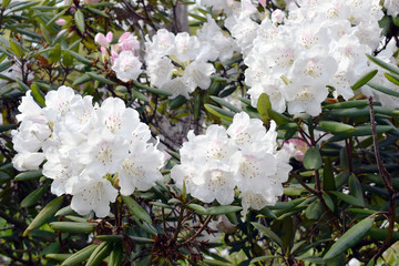 白い西洋シャクナゲの花