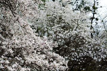 Magnolia tree branches with white blossoming flowers