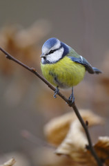 Single Blue tit bird on a tree branch during a spring nesting period © Art Media Factory