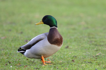 Naklejka na ściany i meble Single male Mallard Duck bird on sandy wetlands during a spring nesting period