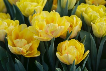 żółte oryginalne tulipany - obrazy, fototapety, plakaty