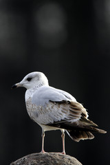 Single Laughing Gull bird in a park during early spring nesting period