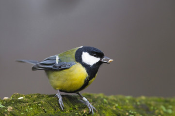 Single Great tit bird on a tree branch during a spring nesting period © Art Media Factory