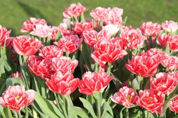 fragment wiosennego ogrodu z tulipanami
