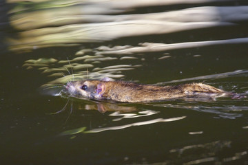 Single Brown Rat at a city park pond during winter period