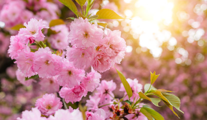 Sakura flowers on a tree.