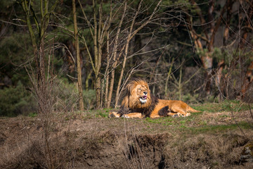 Male lion lying in the forest