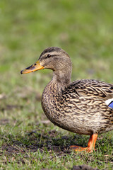 Single female Mallard Duck bird on sandy wetlands during a spring nesting period