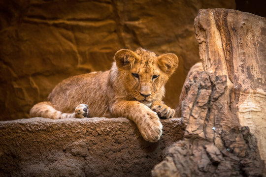 Cute baby lion lying on the rock