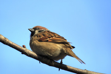 Single Tree Sparrow bird on a tree branch during a spring nesting period