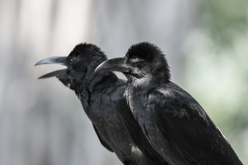 Large-billed crow