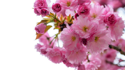Sakura flowers on a tree.