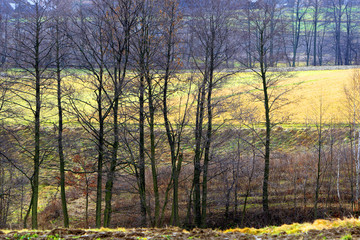 Fields and forest spring season landscape of Podkarpacie region in south eastern Poland