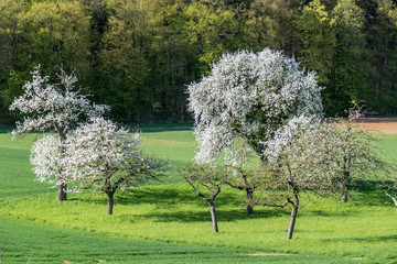 Blühende Obstbäume