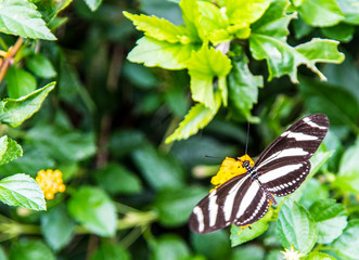 Schmetterling (Schwarzer Trauerfalter)