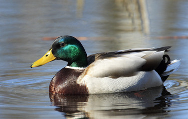 Single male Mallard Duck bird swimming on water wetlands during a spring nesting period