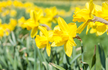 bright fresh yellow daffodils background