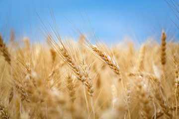Gold ripe wheat field in bright blue sky