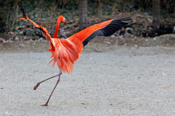 Pink flamingos dancing.
